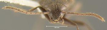 Media type: image;   Entomology 31653 Aspect: head frontal view
